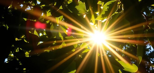 Intense sunlight bursts through leaves, close-up view of sunbeams,  light,  rays