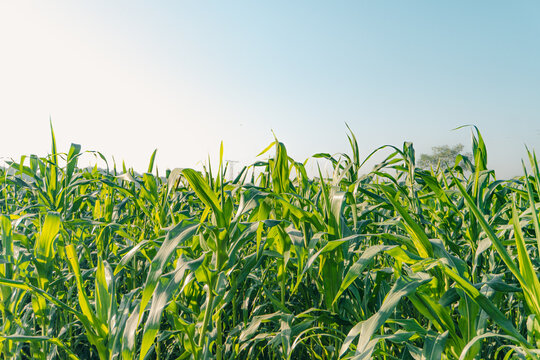 Cornfield agriculture farm land green plants maize farming crops field harvest rural summer landscape