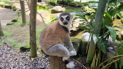 ring tailed lemur