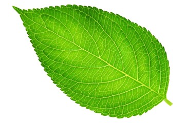 Obraz premium Vibrant green leaf with detailed veins isolated on white background