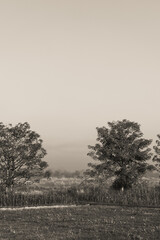 Sepia toned landscape with trees and grass field nature photography scenic view vintage style aesthetic image