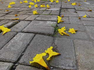 Yellow Flowers Fallen on Stone Pathway