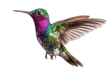Obraz premium A colorful hummingbird hovers with wings outstretched against a white background.