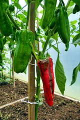 Close up of green Bulls Horn Peppers (var. Torro Rosso) before eventually turning red when fully ripe. One can be seen starting to turn red
