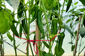 Close up of green cayenne peppers before eventually turning red when fully ripe.
