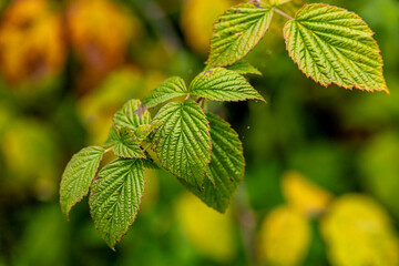 Eine wunderschöne kleine Wanderung durch den Herbst im Südwesten des Thüringer Waldes rund um Schmalkalden - Thüringen - Deutschland