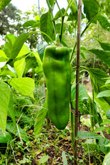 Close up of green Bulls Horn Peppers (var. Torro Rosso) before eventually turning red when fully ripe
