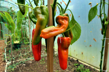 Close up of Bulls Horn Peppers (var. Torro Rosso) before eventually turning red when fully ripe
