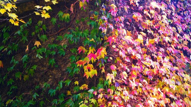 Feuille de lierre au feuillage aux couleurs d&rsquo;automne jaune, orange et rouge