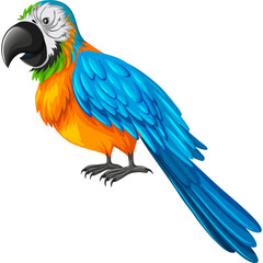 Blue and orange macaw parrot stands facing left with detailed feathers and a white background