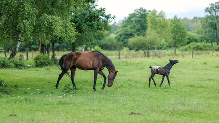 A horse and a small foal in a green meadow surrounded by trees. Lush greenery. Beautifully blurred background. Rural landscape.