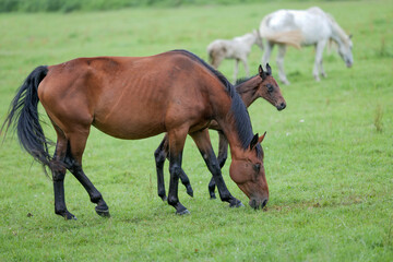A horse and a small foal in a green meado. Lush greenery. Beautifully blurred background. Rural landscape.