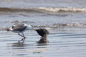 Seagull caught a large flounder, close-up