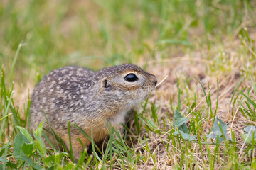 Speckled ground squirrel animal standing in the grass close up