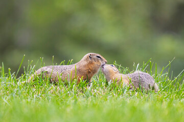 Two gophers are playing in the green grass