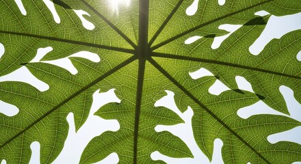 Close-up view of a vibrant green leaf with intricate vein patterns, backlit by the sun, creating a delicate lace-like effect.