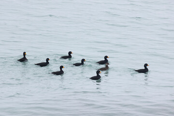 flock Black scoter birdfloats on the waves in the ocean