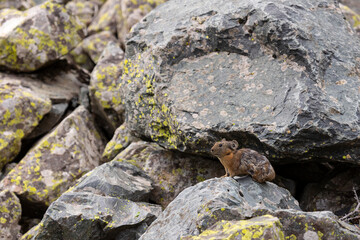 A pika sits on a large rock. Close-up. Altai