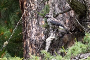 Spotted nutcracker sitting on a tree branch