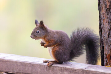 A squirrel sits on a crossbar, close-up