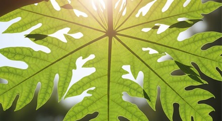 Close-up of a vibrant green papaya leaf with sunlight filtering through its intricate veins and lobes.