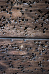 Wood submerged in seawater with small holes caused by attacks by marine borers.