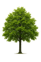 green tree isolated on white background
