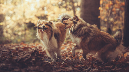 Obraz premium 2 rough Collies sabler spielen im Wald mit einem Stock auf Laub im Herbst Var. 2