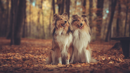 2 schöne sable rough Collies sitzen nebeneinander auf Laub im herbstlichen Wald Var. 1