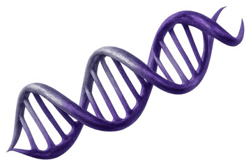 Purple dna double helix model spinning, symbolizing genetics, biotechnology, and scientific research. Transparent background