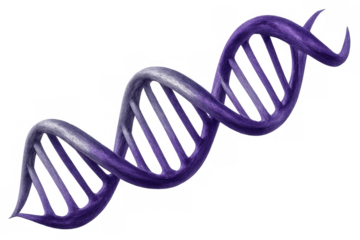 Purple dna double helix model spinning, symbolizing genetics, biotechnology, and scientific research. Transparent background