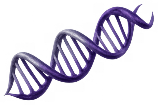 Purple dna double helix model spinning, symbolizing genetics, biotechnology, and scientific research. Transparent background
