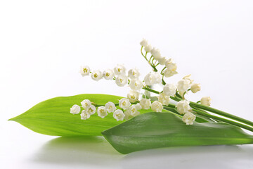 muguet sur fond blanc