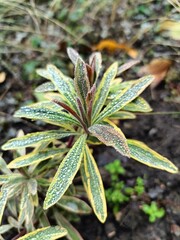 variegated milkweed leaves in raindrops