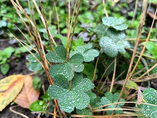 plants and grasses in raindrops