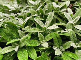 plants and grasses in raindrops