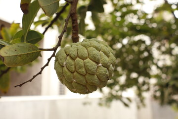 Fresh Custard Apple Hanging on Tree – Organic Tropical Fruit