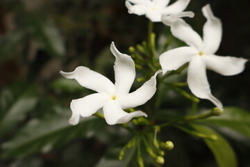 Fototapeta premium White Pinwheel Jasmine Flowers in Garden – Natural Floral Closeup