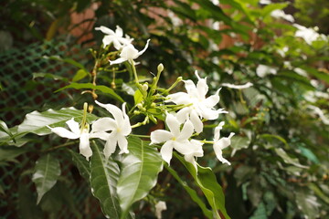 White Pinwheel Jasmine Flowers in Garden – Natural Floral Closeup