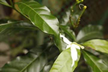 White Pinwheel Jasmine Flowers in Garden – Natural Floral Closeup