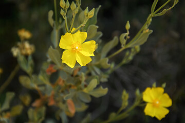 Common rock-rose (Helianthemum nummularium) -the area of Es Com&uacute; de Muro (Mallorca, Spain) 