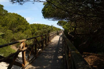 The area of Es Com&uacute; de Muro - a protected system of sand dunes (Mallorca, Spain)
