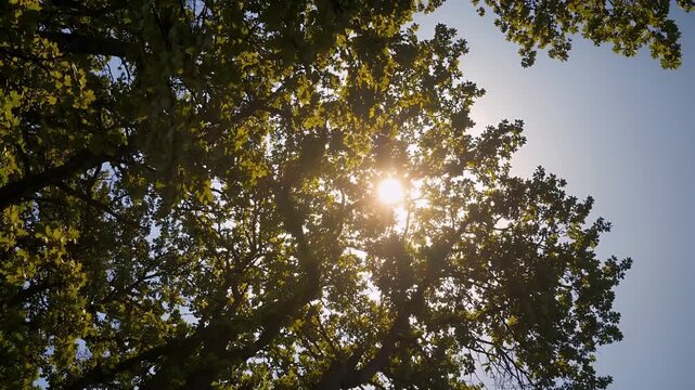 mesmerizing 4K vertical video capturing golden rays sun breaking through lush crowns towering oak pine trees creating beautiful glare patterns through dense green foliage set clear blue summer sky