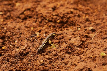 Black Millipede on Brown Soil – Macro Nature Wildlife Photography