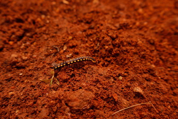 Black Millipede on Brown Soil – Macro Nature Wildlife Photography