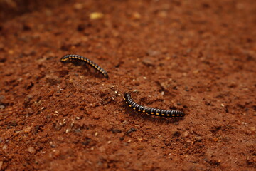 Black Millipede on Brown Soil – Macro Nature Wildlife Photography