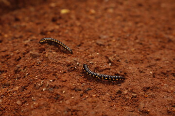 Black Millipede on Brown Soil – Macro Nature Wildlife Photography