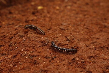 Black Millipede on Brown Soil – Macro Nature Wildlife Photography