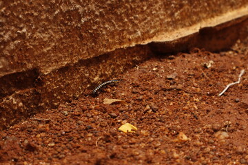 Black Millipede on Brown Soil &ndash; Macro Nature Wildlife Photography