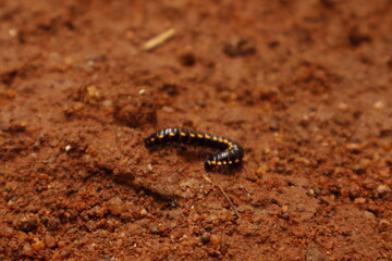 Black Millipede on Brown Soil – Macro Nature Wildlife Photography